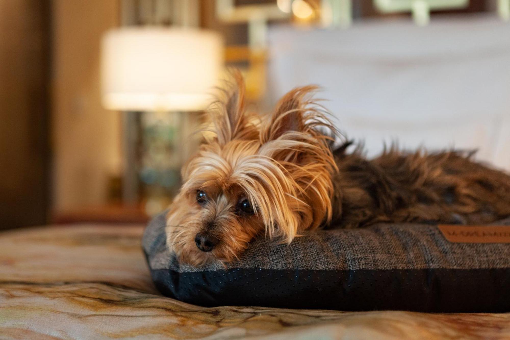 Wine & Books Lisboa Hotel Dış mekan fotoğraf A Yorkshire Terrier